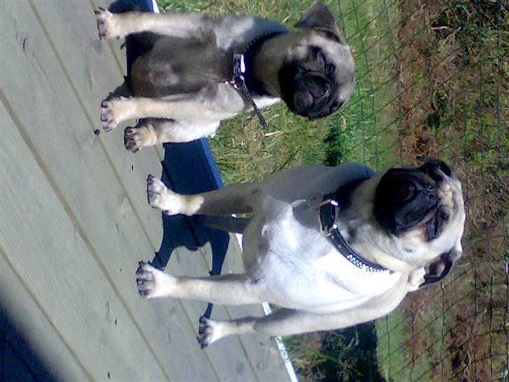 Mops Cille og Malou - Vi nyder solen. billede 12