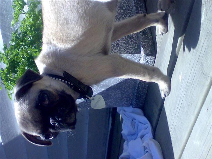 Mops Cille og Malou billede 13