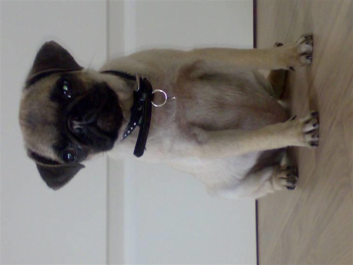 Mops Cille og Malou billede 14