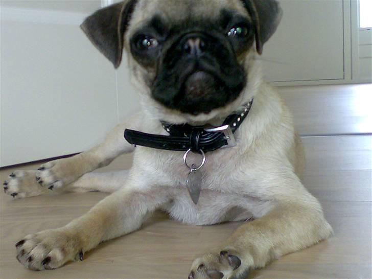 Mops Cille og Malou billede 15