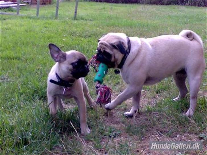 Mops Cille og Malou - 1 år ældre, og stadig en score trold. billede 16