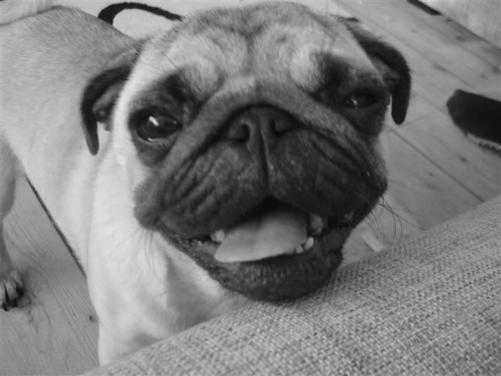 Mops Kayla billede 2