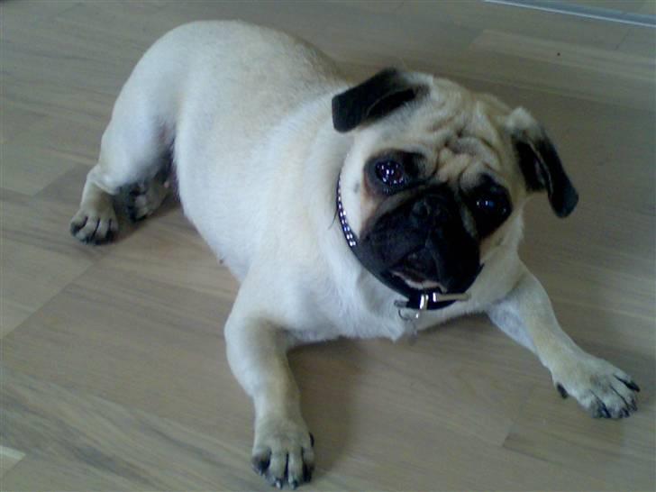 Mops Cille og Malou - nej, mor ikk oppe fra!! billede 17