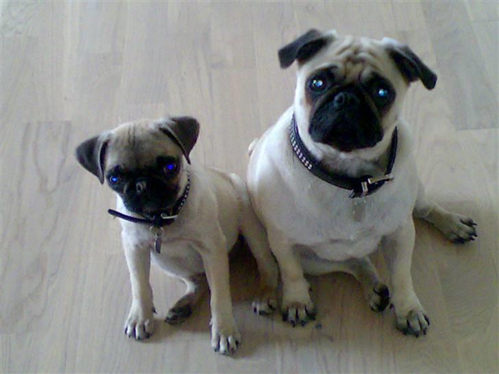 Mops Cille og Malou - ser vi søde ud?? billede 18