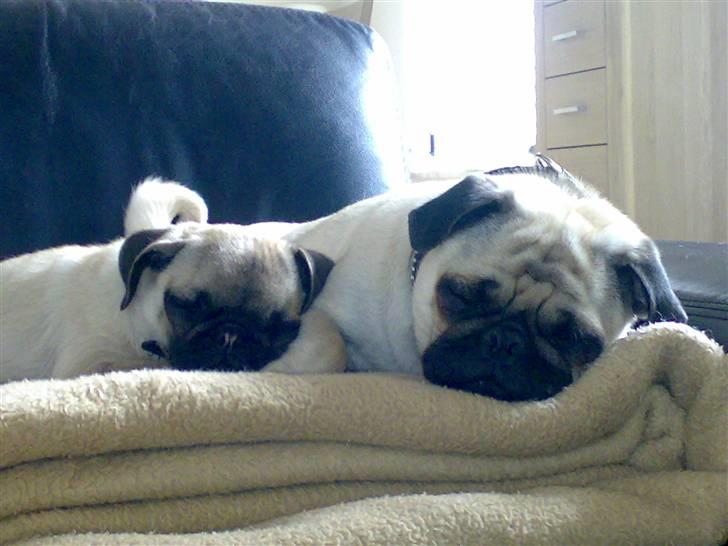 Mops Cille og Malou - os to sofa dyr..tihi.. billede 19