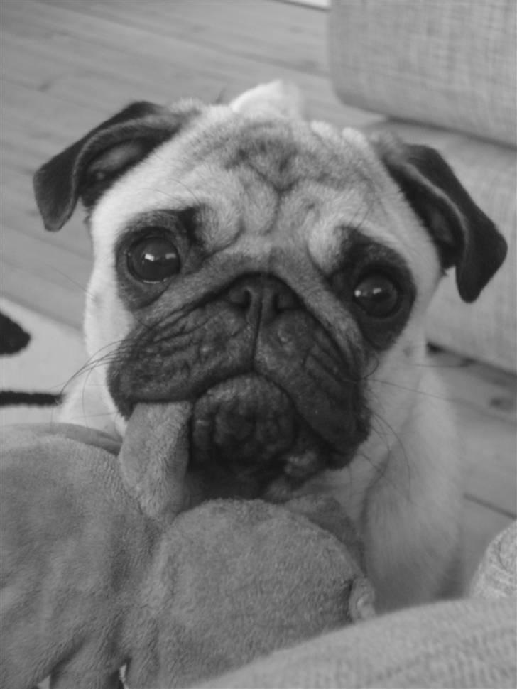 Mops Kayla billede 3