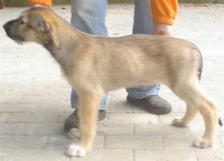 Irsk ulvehund Victor billede 7