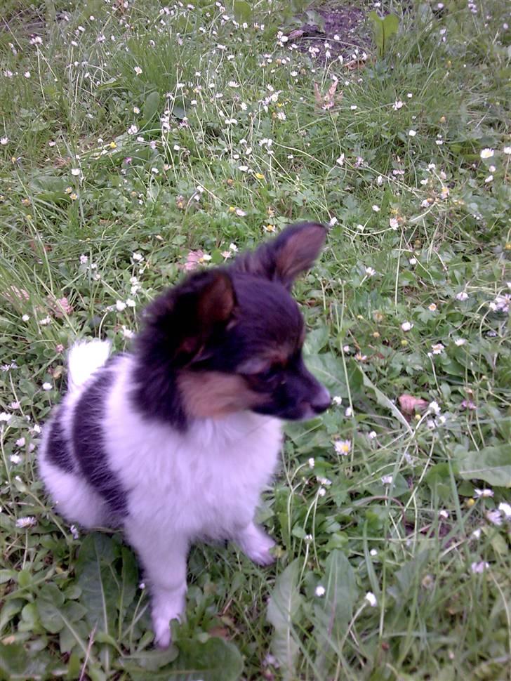 Papillon Molly´s Mille - Man ka´også sitte på måsen :P billede 12