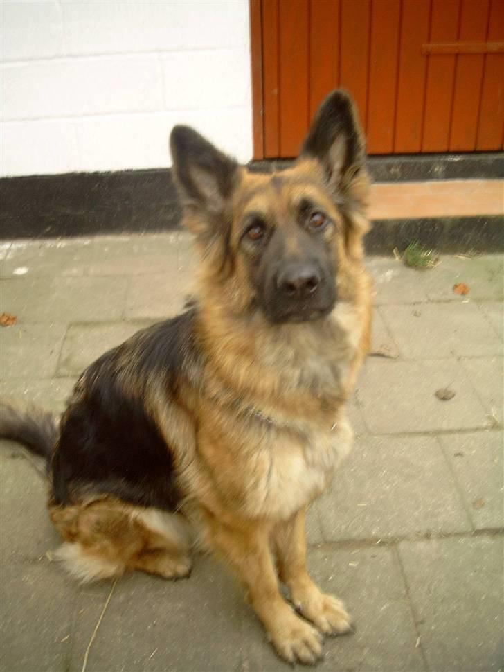 Schæferhund Chilli billede 1