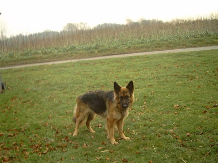 Schæferhund Chilli billede 2