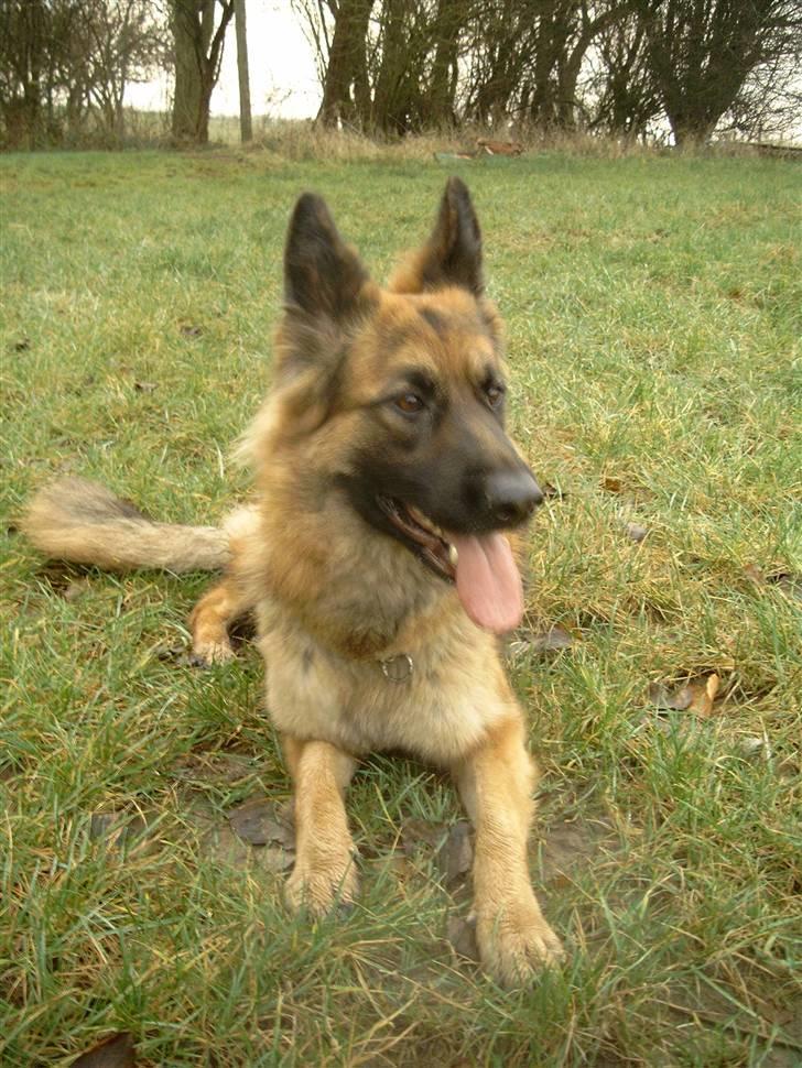 Schæferhund Chilli billede 3