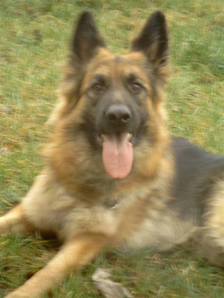 Schæferhund Chilli billede 4
