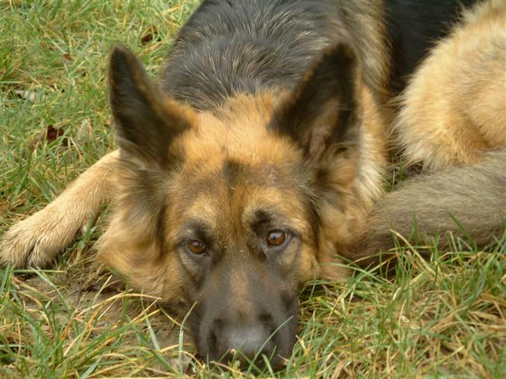 Schæferhund Chilli billede 5
