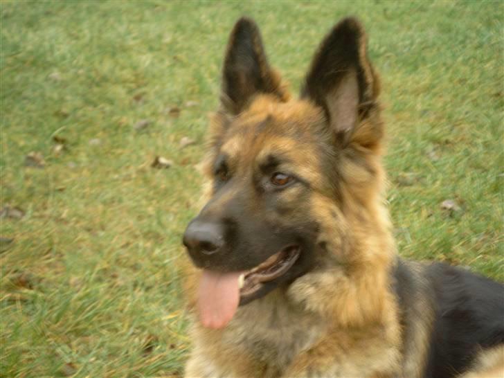 Schæferhund Chilli billede 6