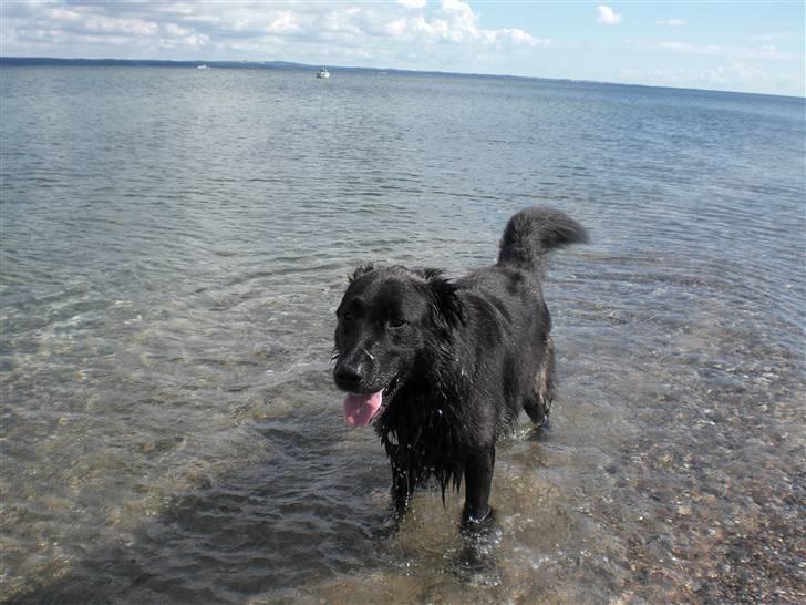 Blanding af racer bamse - nede ved stranden billede 9