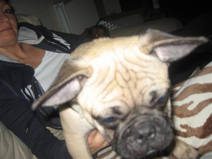 Blanding af racer aa Oscar billede 8