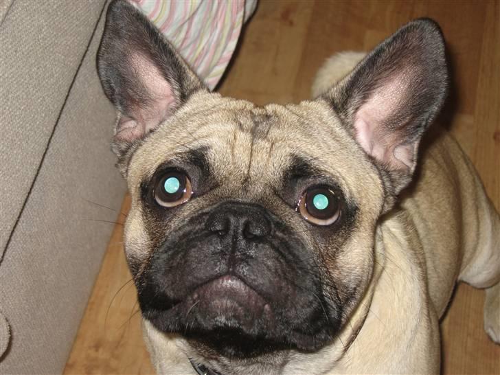 Blanding af racer aa Oscar billede 9