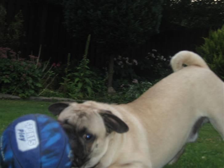 Blanding af racer aa Oscar billede 10