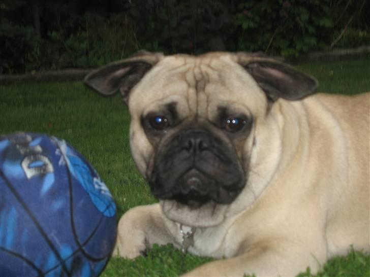 Blanding af racer aa Oscar billede 11