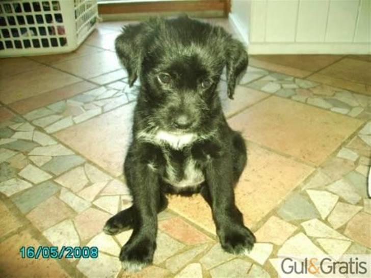 Blanding af racer Tika <3 - det første vi har af hende .. taget af hendes ejere dengang .. billede 14