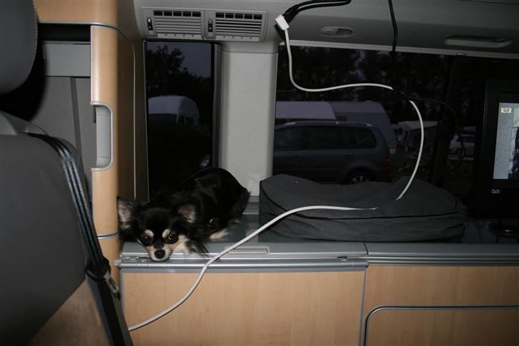 Chihuahua Chilli - vi er på camping, og jeg er mega træt efter mange timer på stranden...skønt billede 4