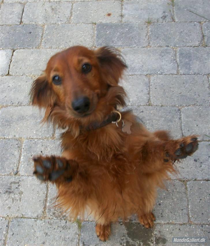 Dværggravhund Batman R.I.P  - Batman <3 Fotograf : Miq <33 billede 2