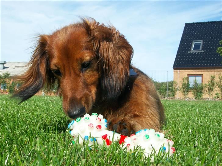 Dværggravhund Batman R.I.P  - Batman <3 Fotograf : Miq <33 billede 3