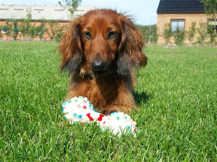 Dværggravhund Batman R.I.P  - Batman <3 Fotograf : Miq <33 billede 4