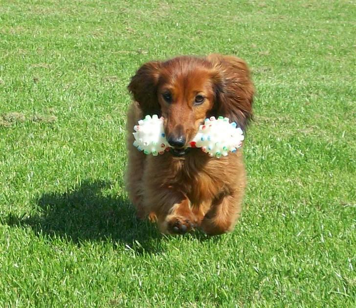 Dværggravhund Batman R.I.P  - Batman <3 Fotograf : Miq <33 billede 5