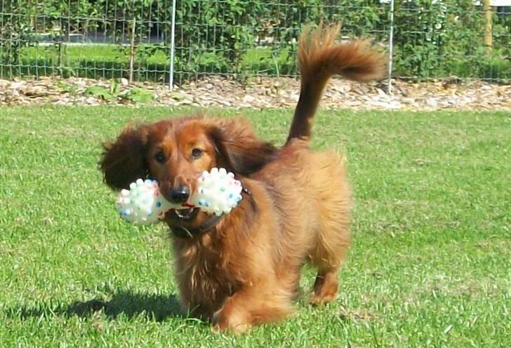 Dværggravhund Batman R.I.P  - Batman <3 Fotograf : Miq <33 billede 6