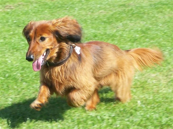 Dværggravhund Batman R.I.P  - Batman <3 Fotograf : Miq <33 billede 7