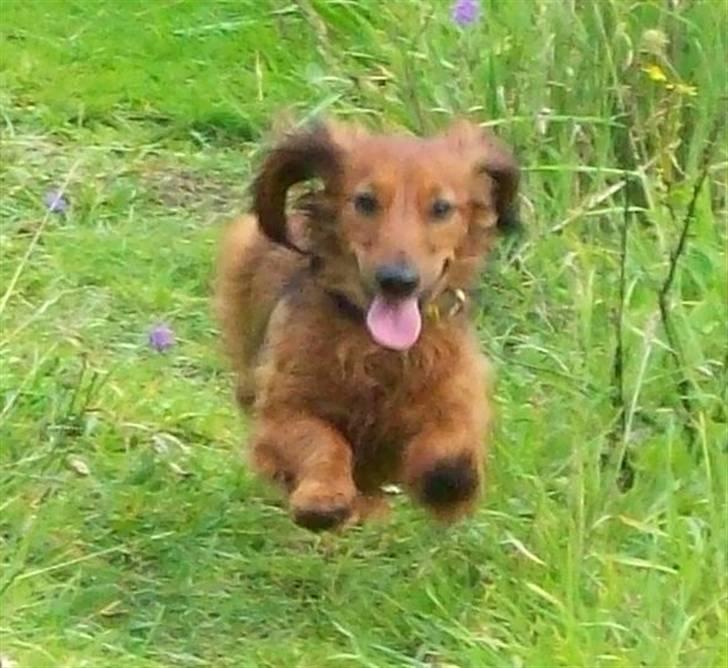 Dværggravhund Batman R.I.P  - Batman <3 Fotograf : Miq <33 billede 8