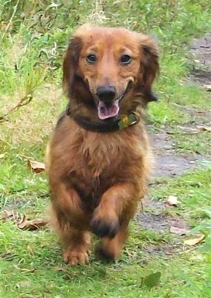 Dværggravhund Batman R.I.P  - Batman <3 Fotograf : Miq <33 billede 9