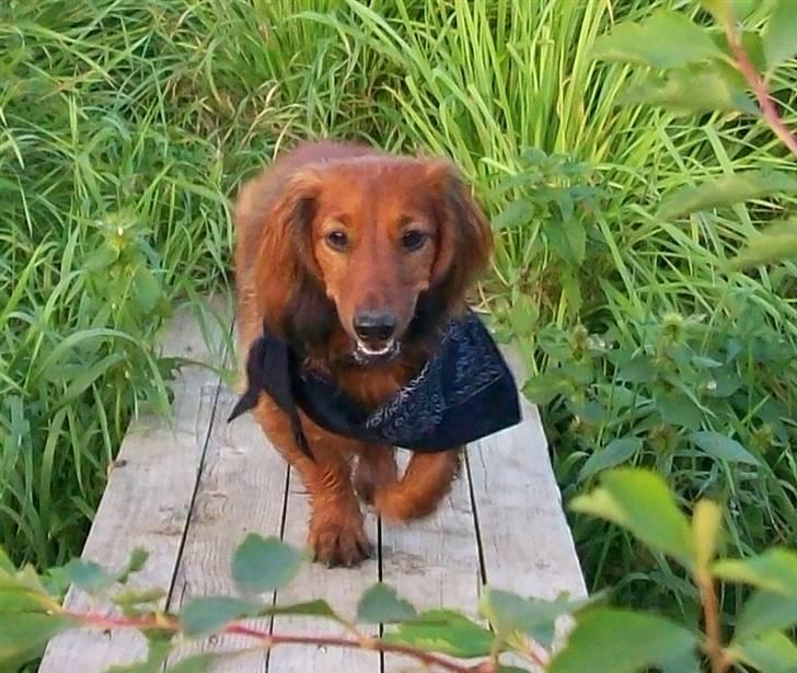 Dværggravhund Batman R.I.P  - Batman <3 Fotograf : Miq <33 billede 10