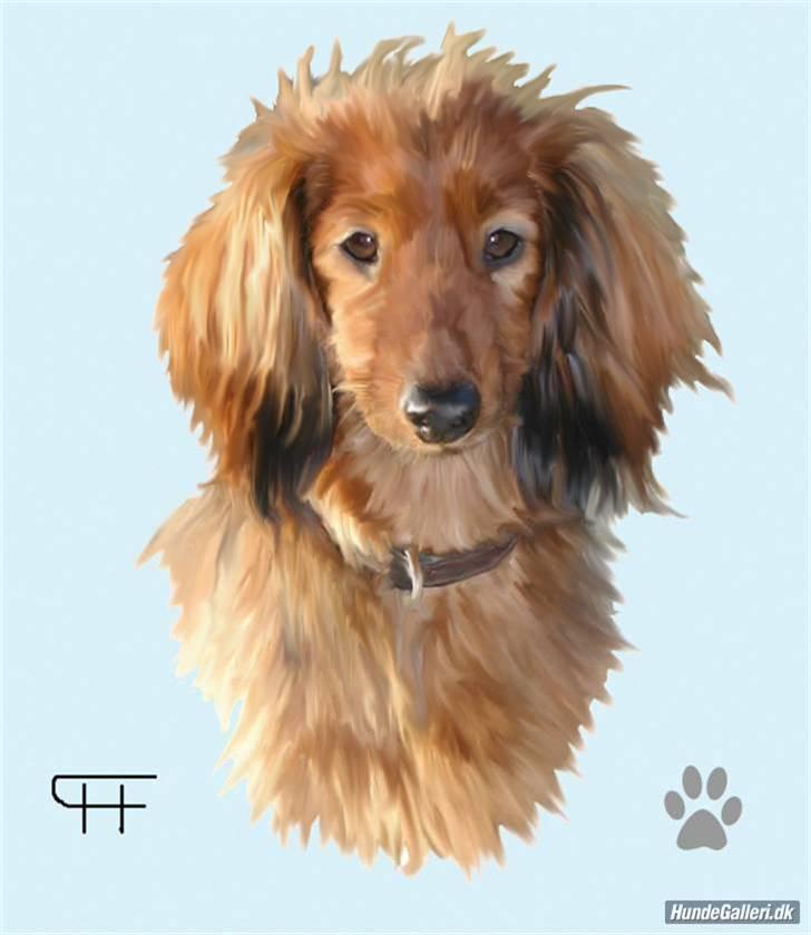 Dværggravhund Batman R.I.P  - Batman <3 Fotograf : Miq <33 billede 11