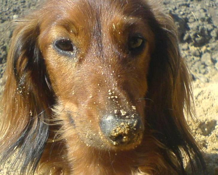 Dværggravhund Batman R.I.P  - Batman <3 Fotograf : Miq <33 billede 12