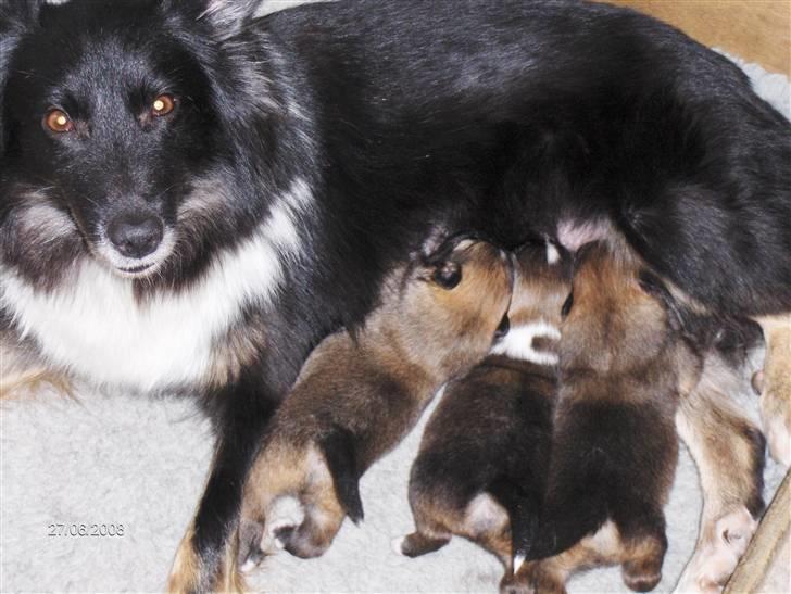Islandsk fårehund Sólargeisli Eiga - En tår mælk ved mor billede 9