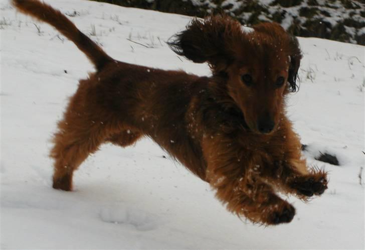 Dværggravhund Batman R.I.P  - Batman <3 Fotograf : Miq <33 billede 13