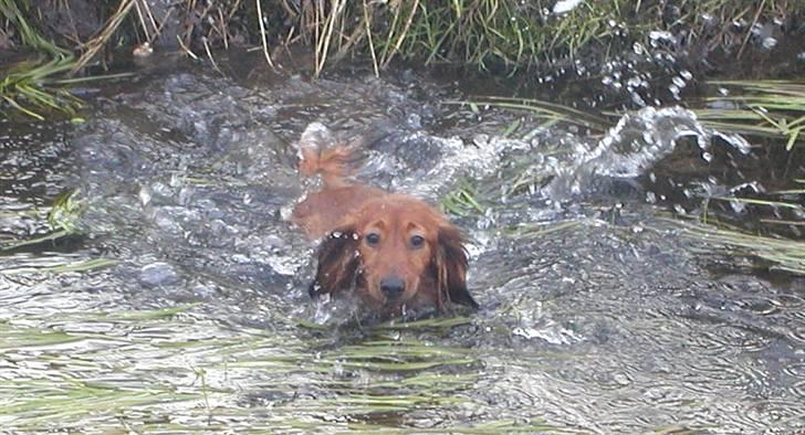 Dværggravhund Batman R.I.P  - Batman <3 Fotograf : Miq <33 billede 14