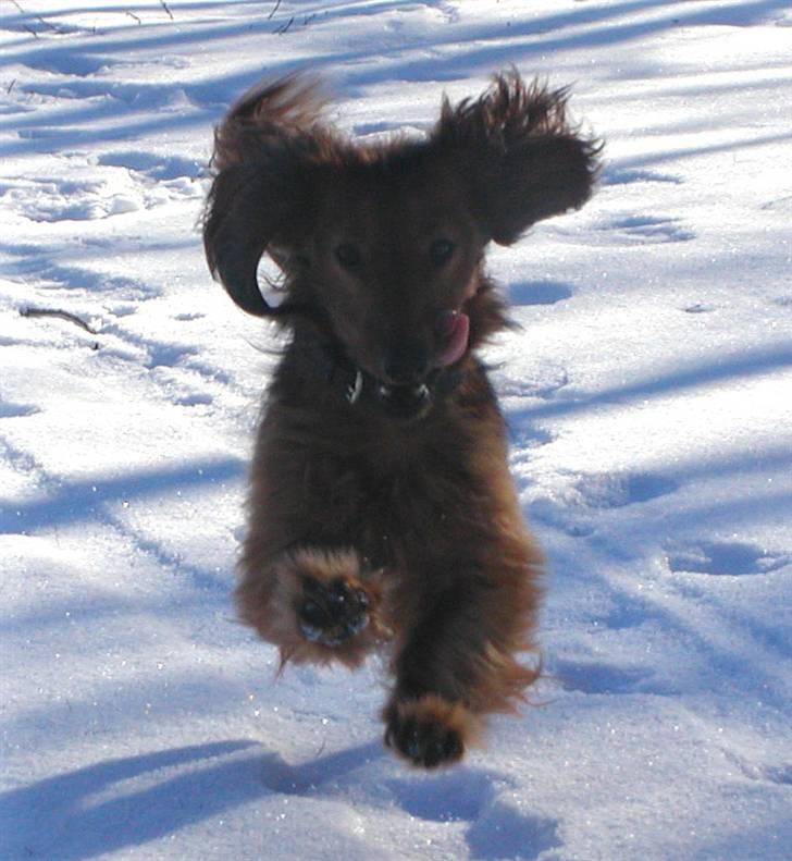 Dværggravhund Batman R.I.P  - Batman <3 Fotograf : Miq <33 billede 15