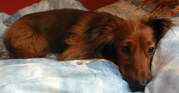 Dværggravhund Batman R.I.P  - Batman <3 Fotograf : Miq <33 billede 16