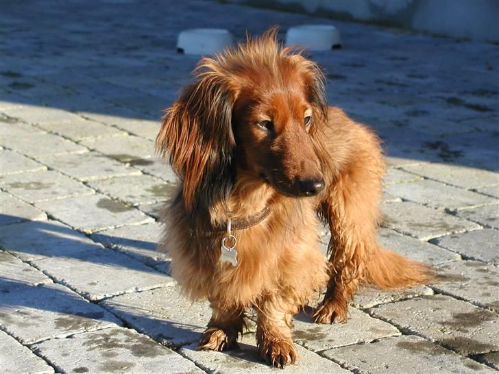 Dværggravhund Batman R.I.P  - Batman <3 Fotograf : Miq <33 billede 17