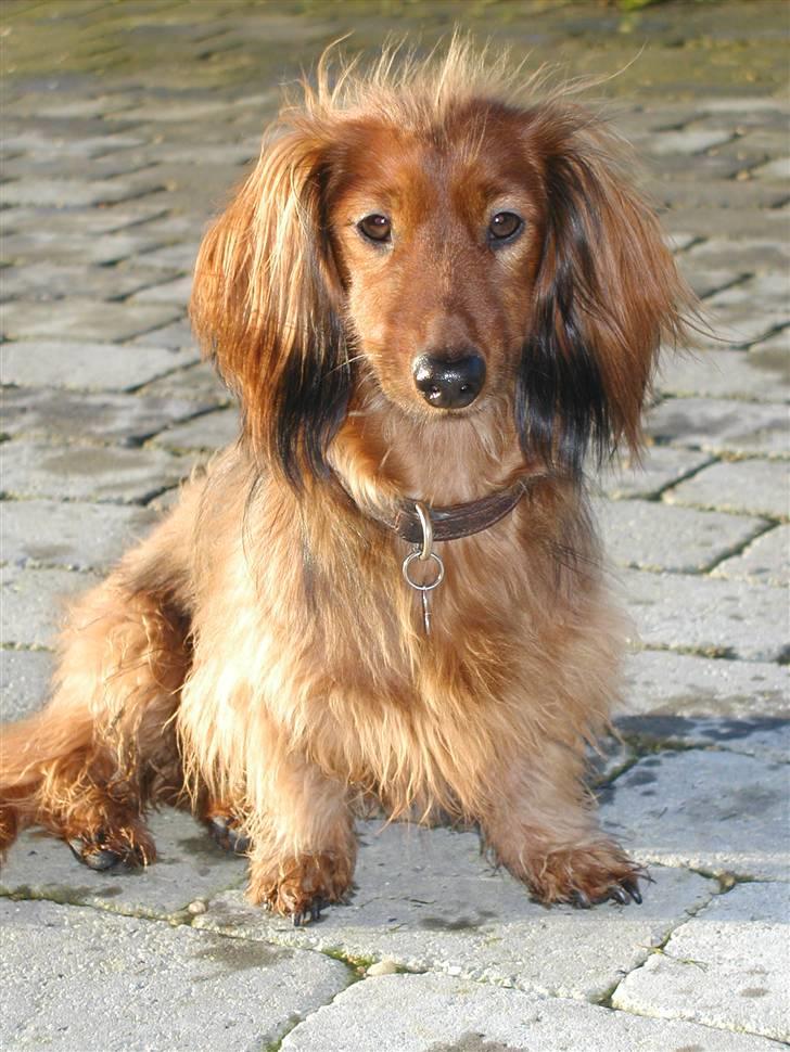 Dværggravhund Batman R.I.P  - Batman <3 Fotograf : Miq <33 billede 18