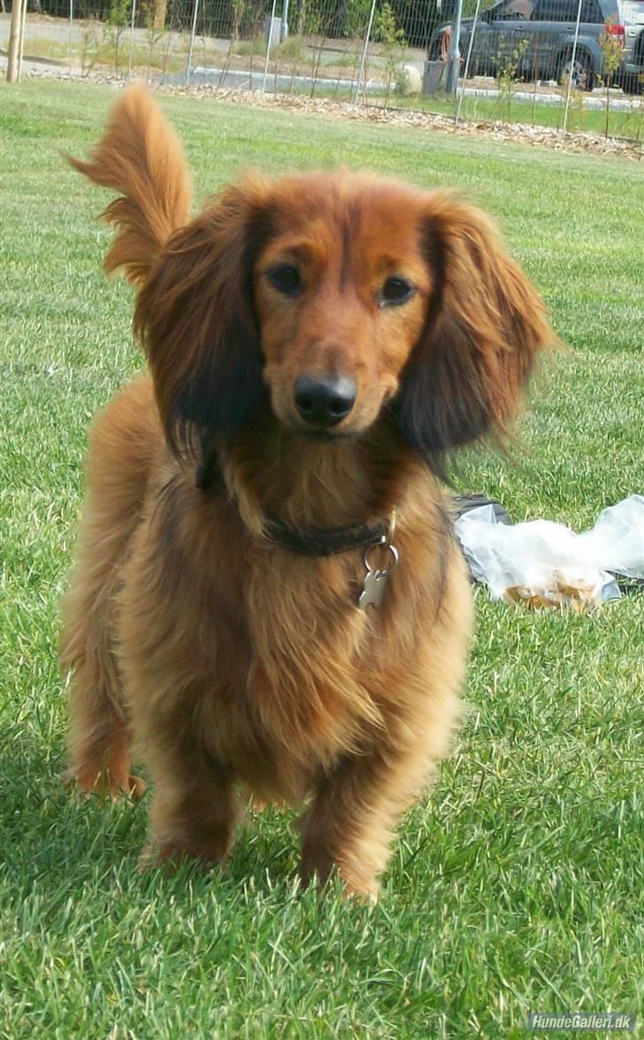 Dværggravhund Batman R.I.P  - Batman <3 Fotograf : Miq <33 billede 19