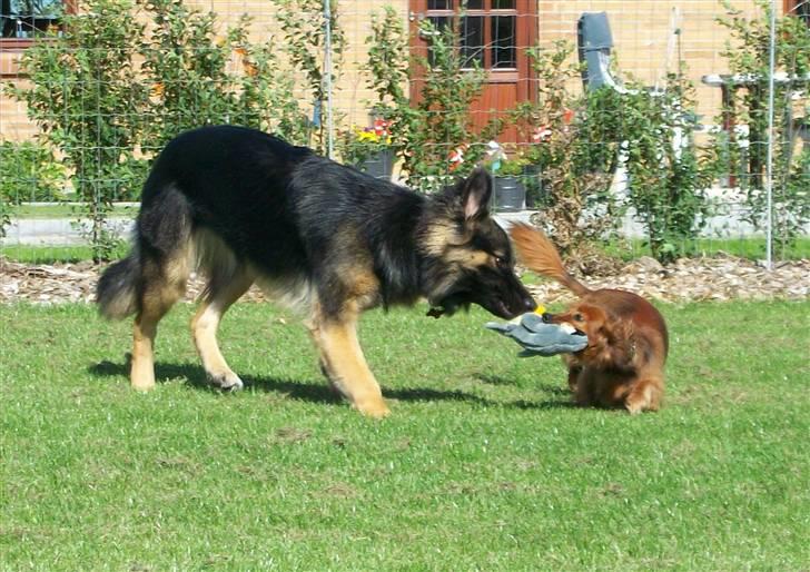 Dværggravhund Batman R.I.P  - Batman <3 Fotograf : Miq <33 billede 20