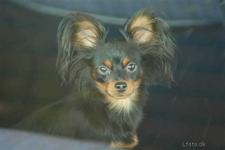 Russisk toy terrier Jaroslavna Mazasis Elfas - Mio i bilen billede 16