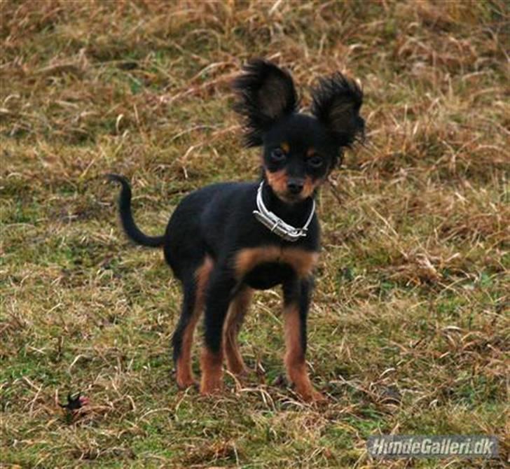 Russisk toy terrier Jaroslavna Mazasis Elfas billede 17