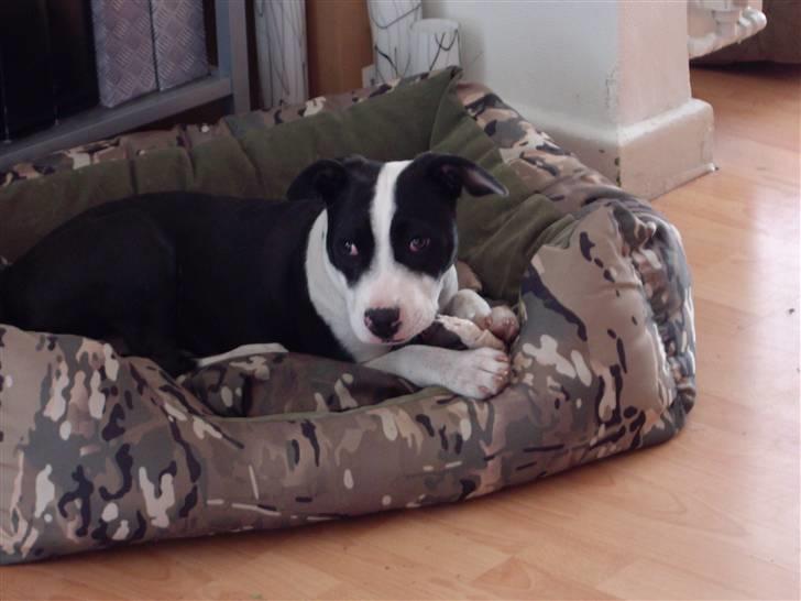 Blanding af racer Chili - Chili billede 1