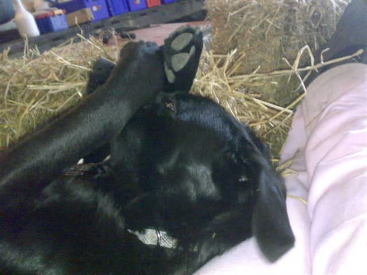 Blanding af racer - »Anton« - Lad være og puste på mig det klør. hihi billede 20