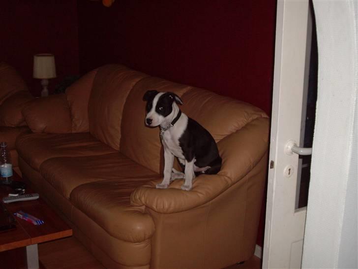 Blanding af racer Chili - Chili overvåger lige stuen.. billede 2